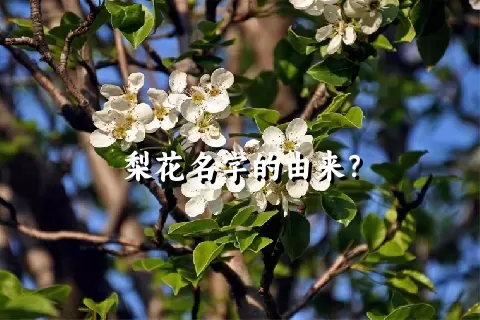 梨花名字的由来？