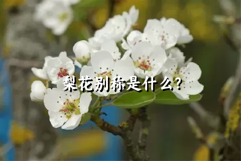 梨花别称是什么？