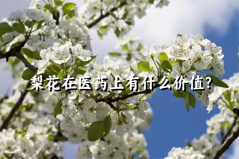 梨花在医药上有什么价值？