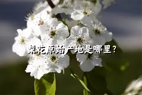 梨花原始产地是哪里？