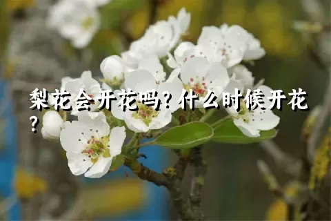 梨花会开花吗？什么时候开花？