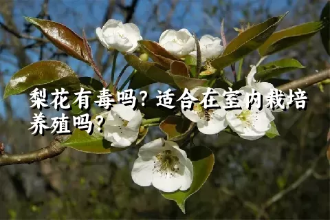 梨花有毒吗？适合在室内栽培养殖吗？