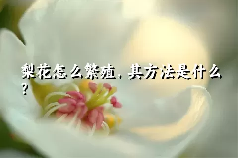 梨花怎么繁殖，其方法是什么？