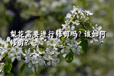 梨花需要进行修剪吗？该如何修剪？