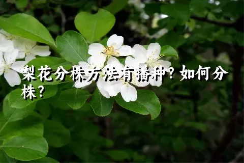 梨花分株方法有播种？如何分株？