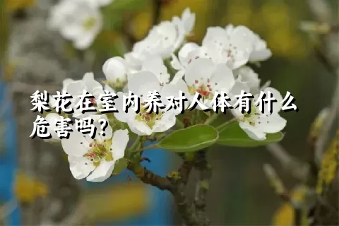 梨花在室内养对人体有什么危害吗？