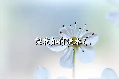 梨花如何浇水？