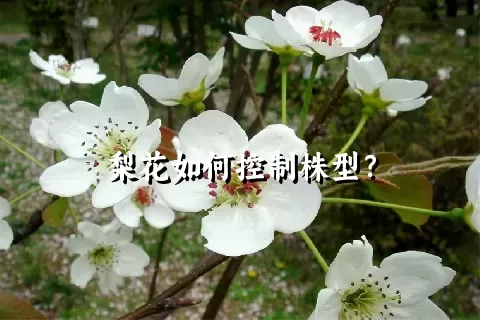 梨花如何控制株型？