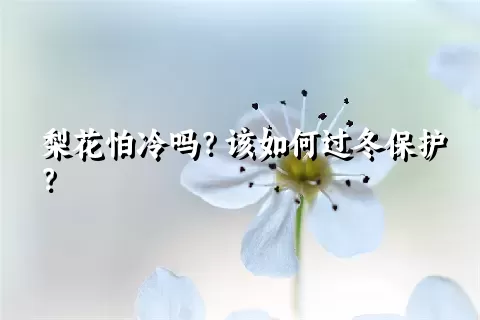 梨花怕冷吗？该如何过冬保护？