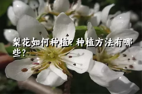 梨花如何种植？种植方法有哪些？