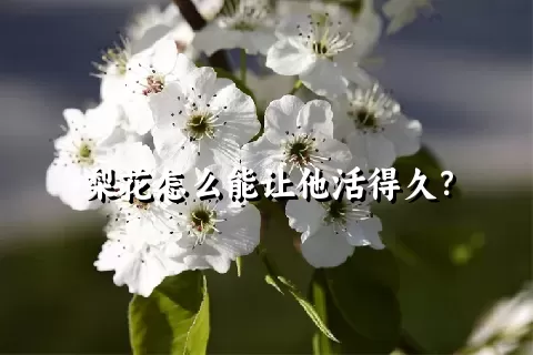 梨花怎么能让他活得久？