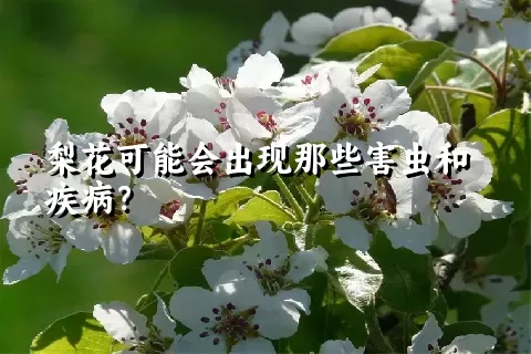 梨花可能会出现那些害虫和疾病？