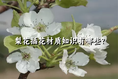 梨花插花材质知识有哪些？