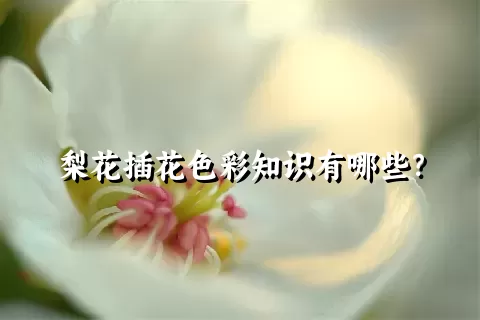 梨花插花色彩知识有哪些？