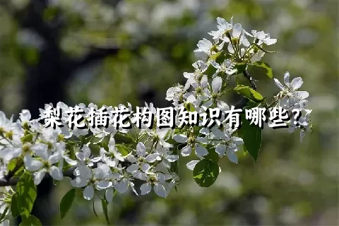 梨花插花构图知识有哪些？