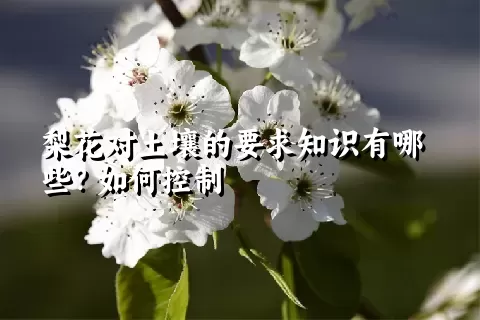 梨花对土壤的要求知识有哪些？如何控制