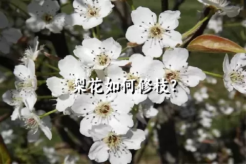 梨花如何修枝？