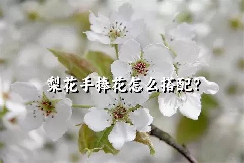 梨花手捧花怎么搭配？