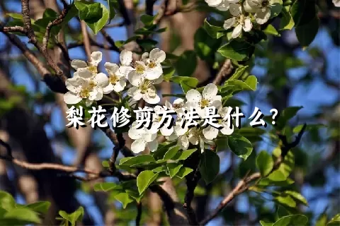 梨花修剪方法是什么？