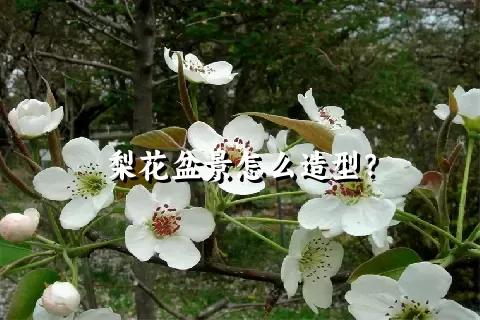 梨花盆景怎么造型？