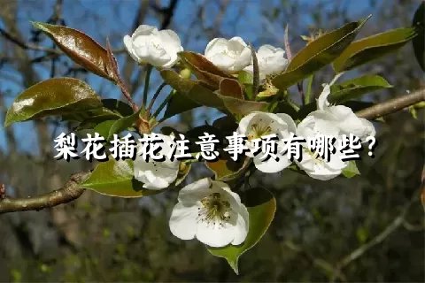 梨花插花注意事项有哪些？