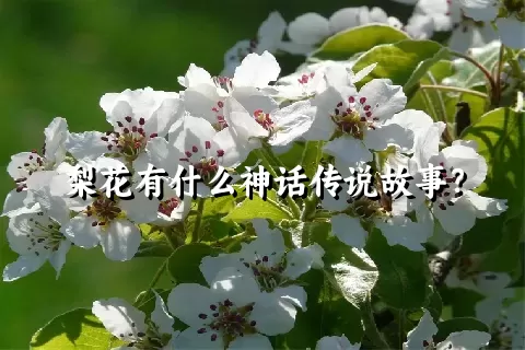 梨花有什么神话传说故事？