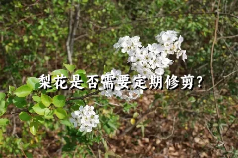 梨花是否需要定期修剪？