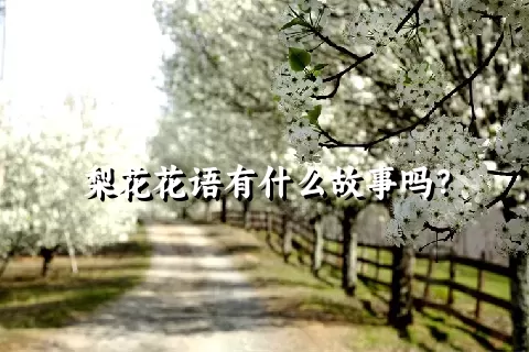 梨花花语有什么故事吗？