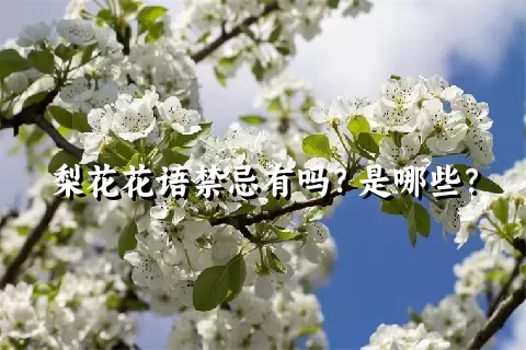 梨花花语禁忌有吗？是哪些？