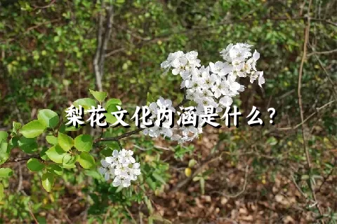 梨花文化内涵是什么？