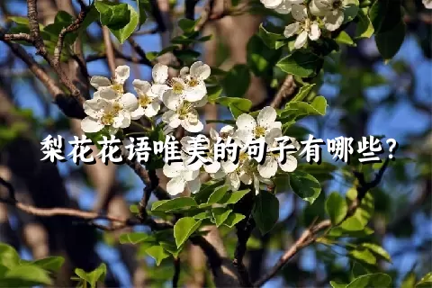 梨花花语唯美的句子有哪些？