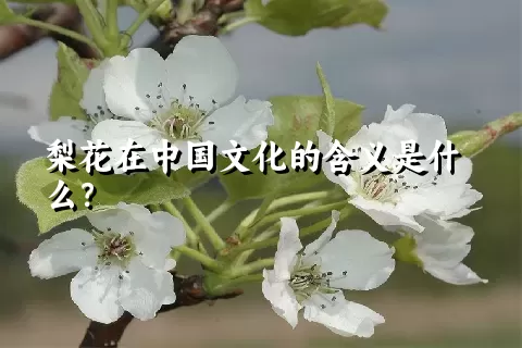 梨花在中国文化的含义是什么？