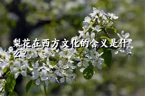 梨花在西方文化的含义是什么？