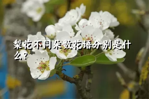 梨花不同朵数花语分别是什么？