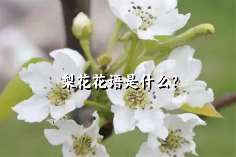 梨花花语是什么？