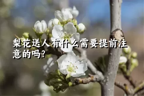 梨花送人有什么需要提前注意的吗？