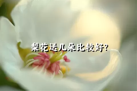 梨花送几朵比较好？