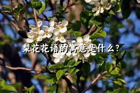 梨花花语的寓意是什么？