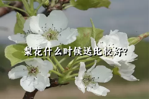 梨花什么时候送比较好？