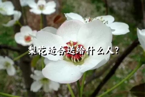 梨花适合送给什么人？