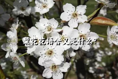 梨花花语含义是什么？