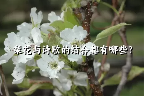 梨花与诗歌的结合都有哪些？