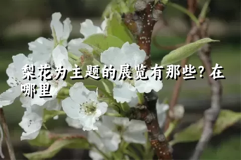 梨花为主题的展览有那些？在哪里