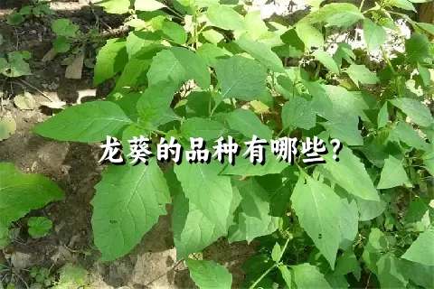 龙葵的品种有哪些？