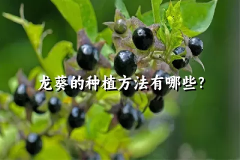 龙葵的种植方法有哪些？