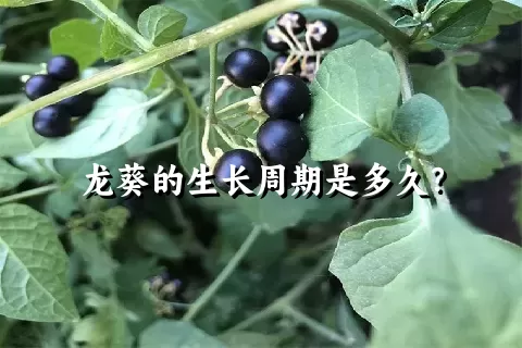 龙葵的生长周期是多久？