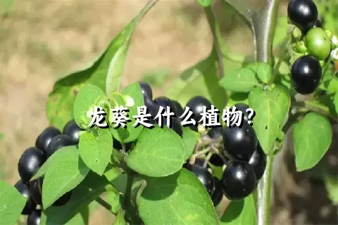 龙葵是什么植物？