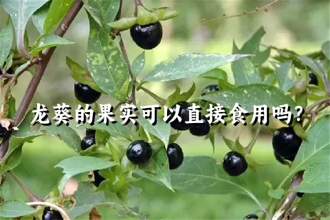 龙葵的果实可以直接食用吗？