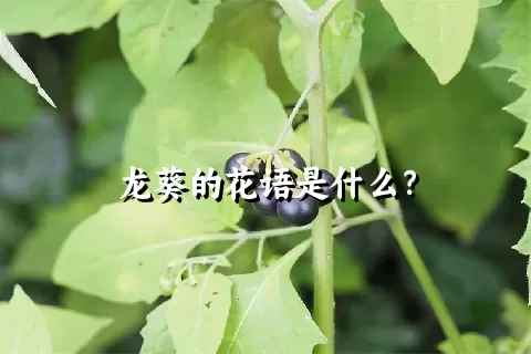 龙葵的花语是什么？