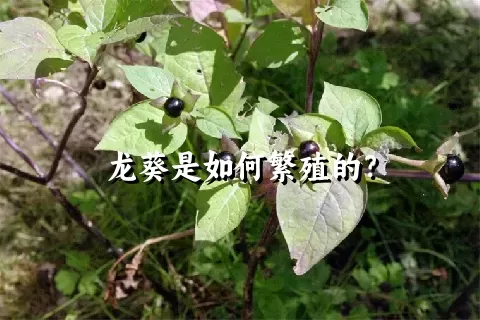 龙葵是如何繁殖的？